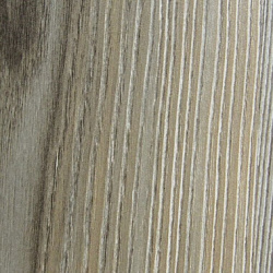 9801 Ель серебристая